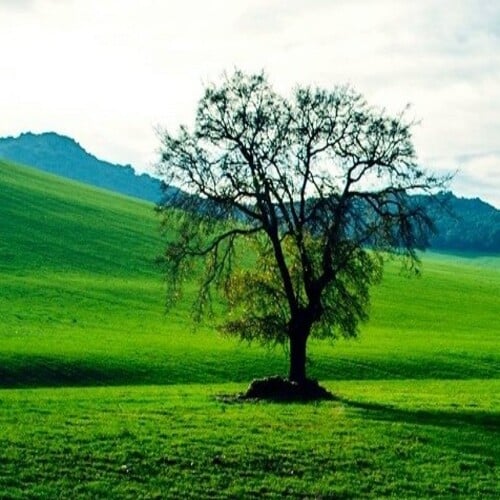imagen de un prado verde con encina centenaria