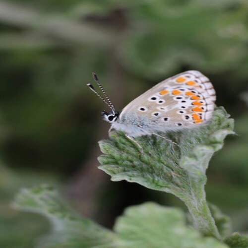 Mariposa posada sobre una flor
