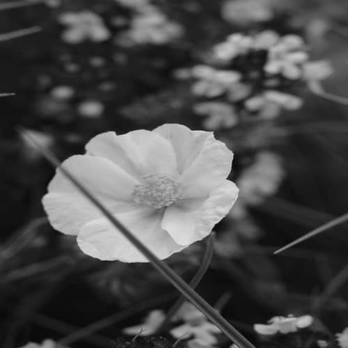 flor con pétalos blancos sobre fondo gris. Fotografía de Pau Arpal para preparadorlengua.com
