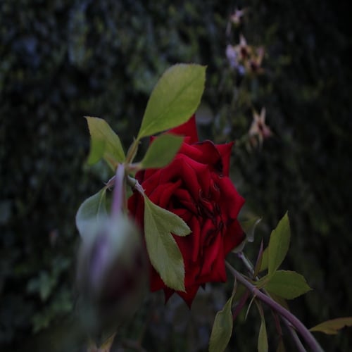 Rosa roja en un jardín de rosas- Pau Arpal para preparadorlengua.com