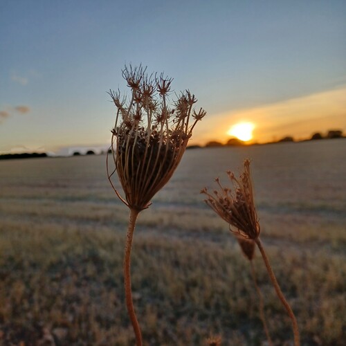 Plantas de flores en el ocaso de los campos de trigo del ocaso de La Mancha.- fotografía de preparadorlengua