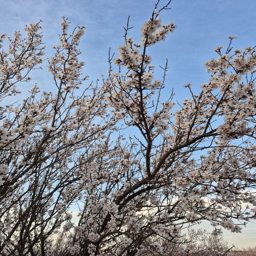 Almendro en flor
