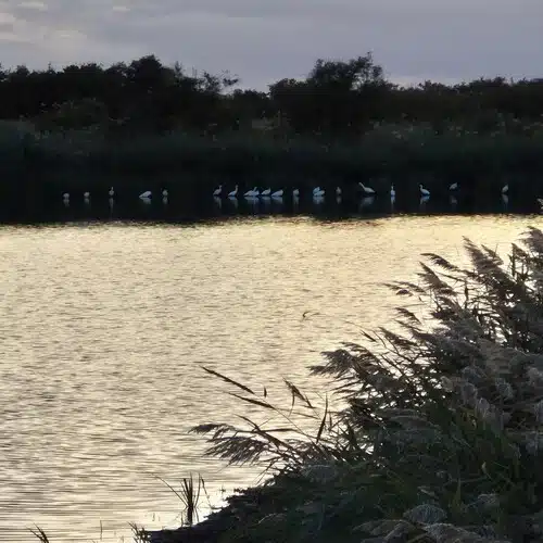 Tablas de Daimiel al atardeder, por preparador lengua